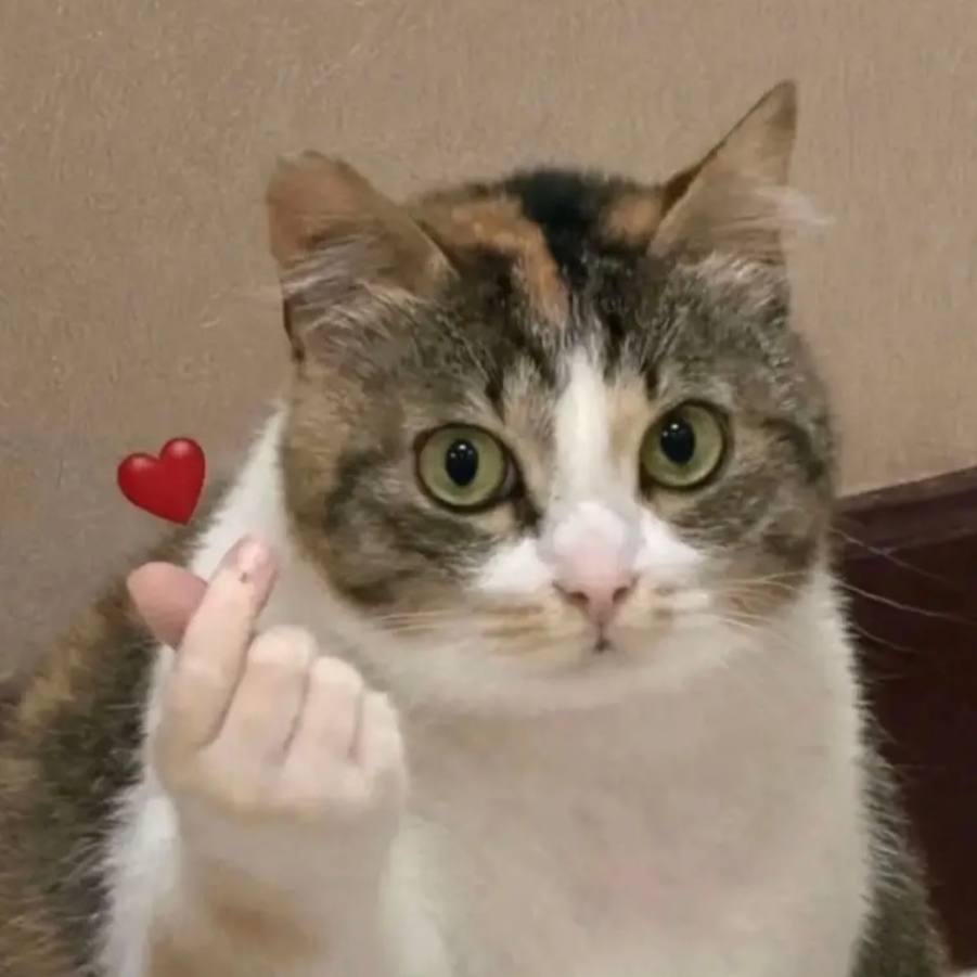 Random cat face with saranghae